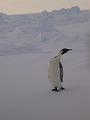 First close penguin siting of SIMBA 12